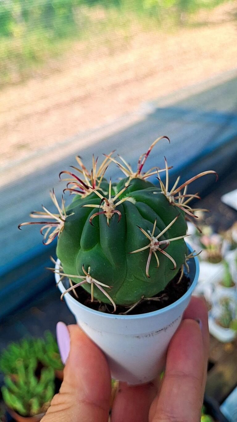 Sclerocactus uncinatus