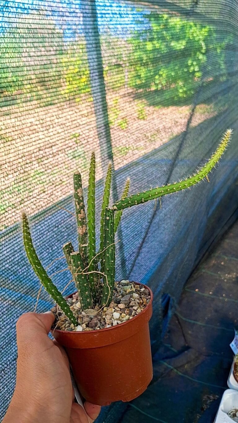 Selenicereus Hondurensis