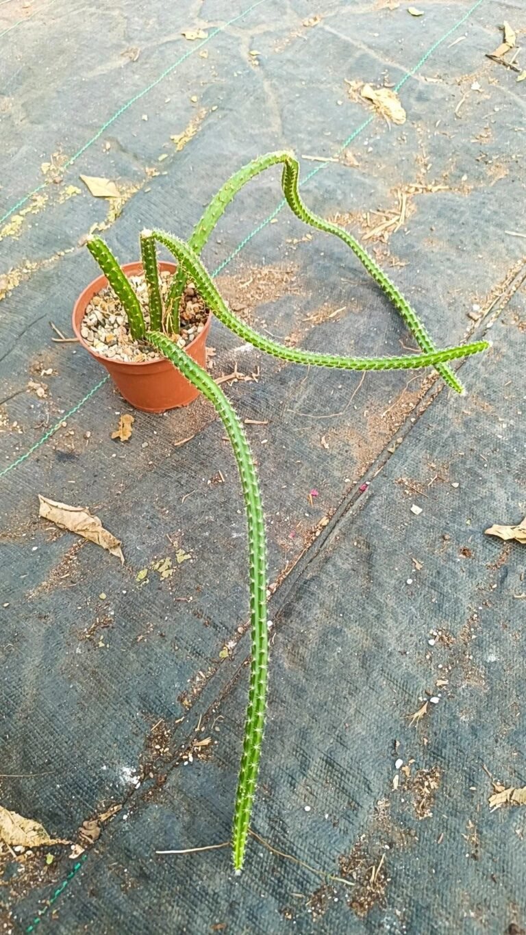 Selenicereus v. jalapa jalapa