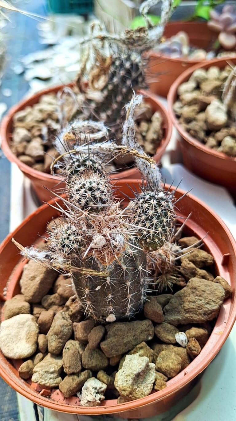 Setiechinopsis Mirabilis