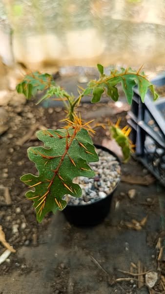 Solanum Pyracanthum