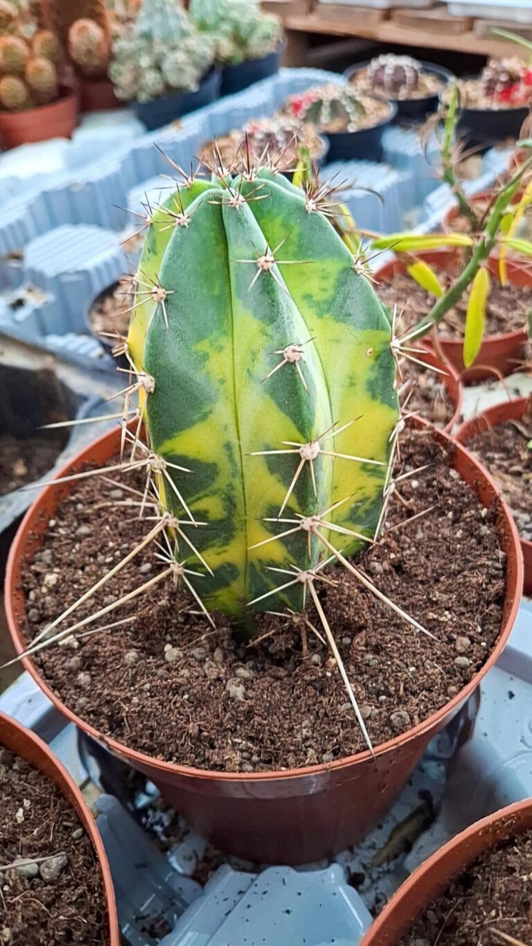 Stenocereus Variegata