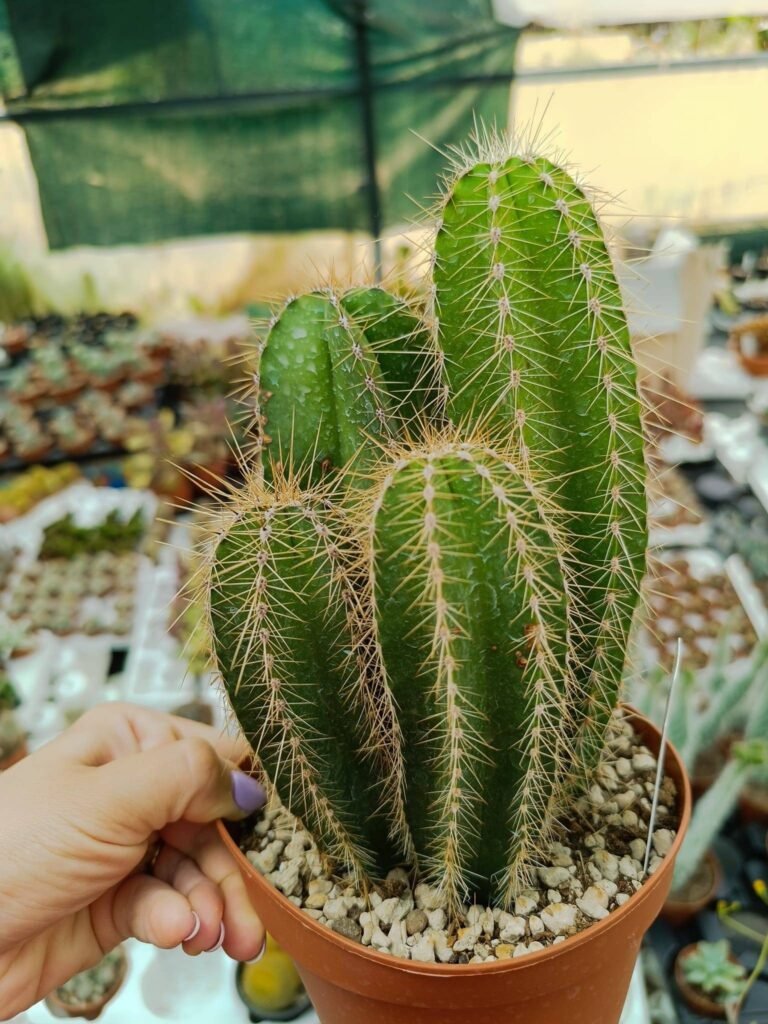 Isolatocereus Dumortieri