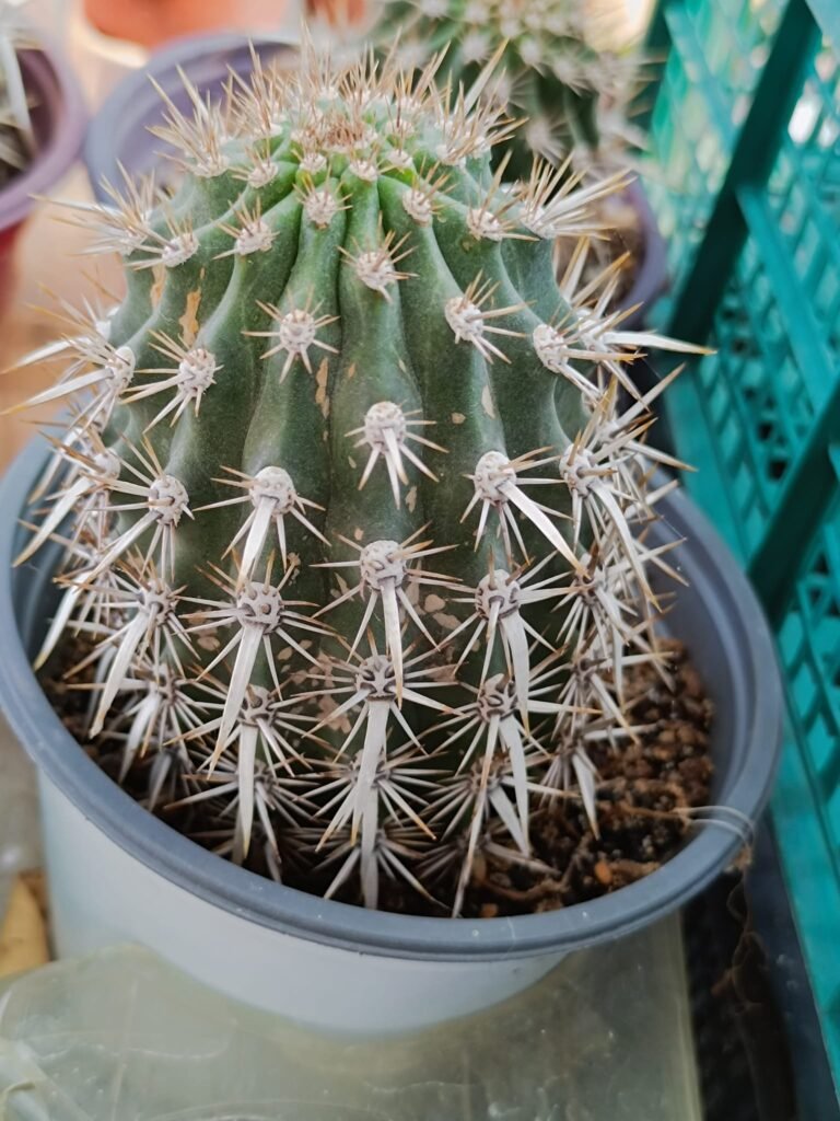 Stenocereus Eruca o diavolo strisciante