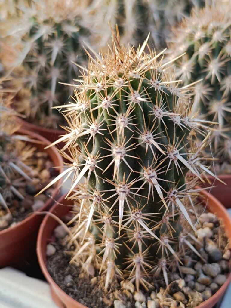 Stenocereus Eruca o diavolo strisciante