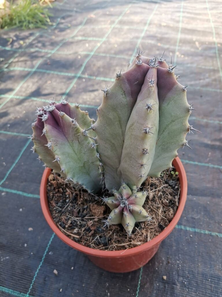 Stenocereus Griseus