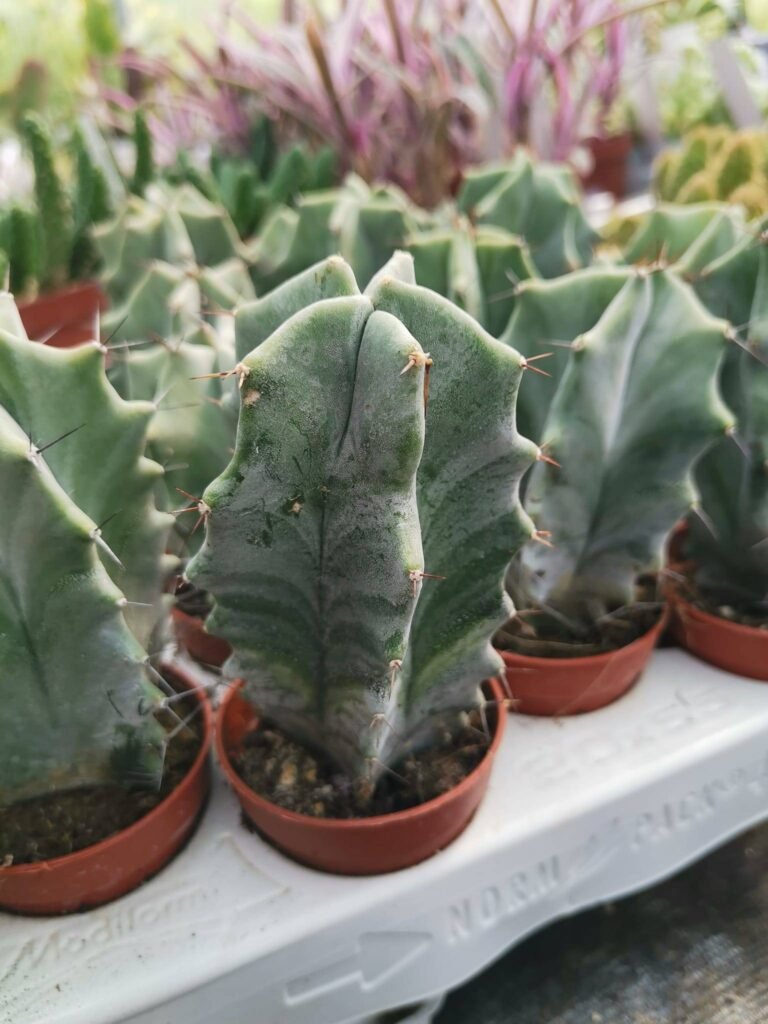 Stenocereus Pruinosus