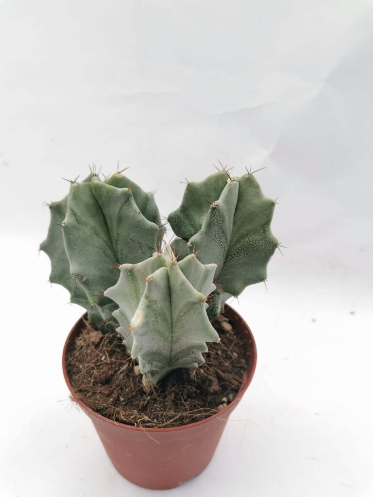 Stenocereus Pruinosus