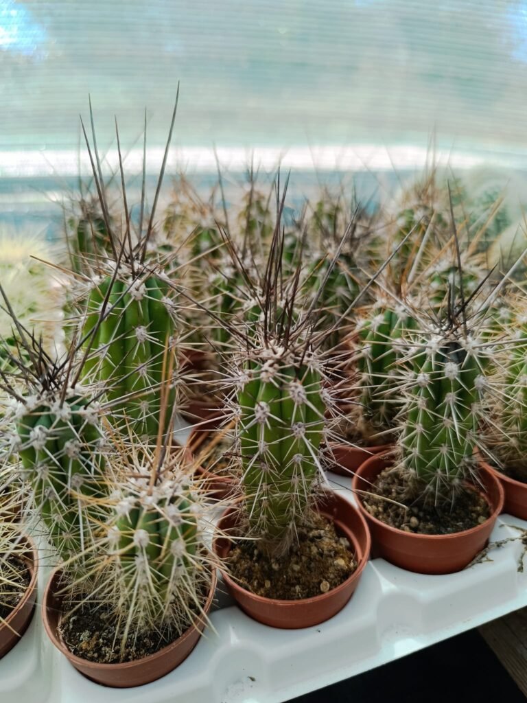 Stetsonia Coryne