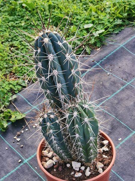 Stetsonia Coryne big