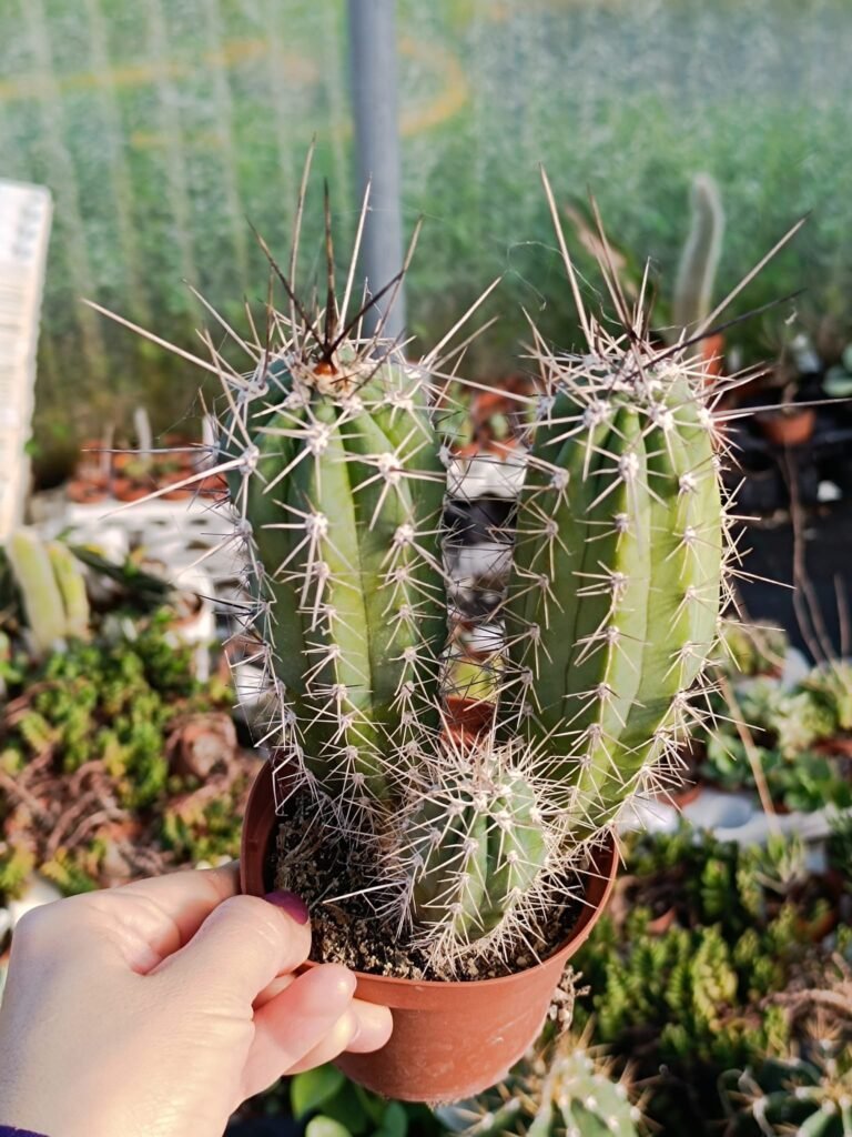 Stetsonia Coryne