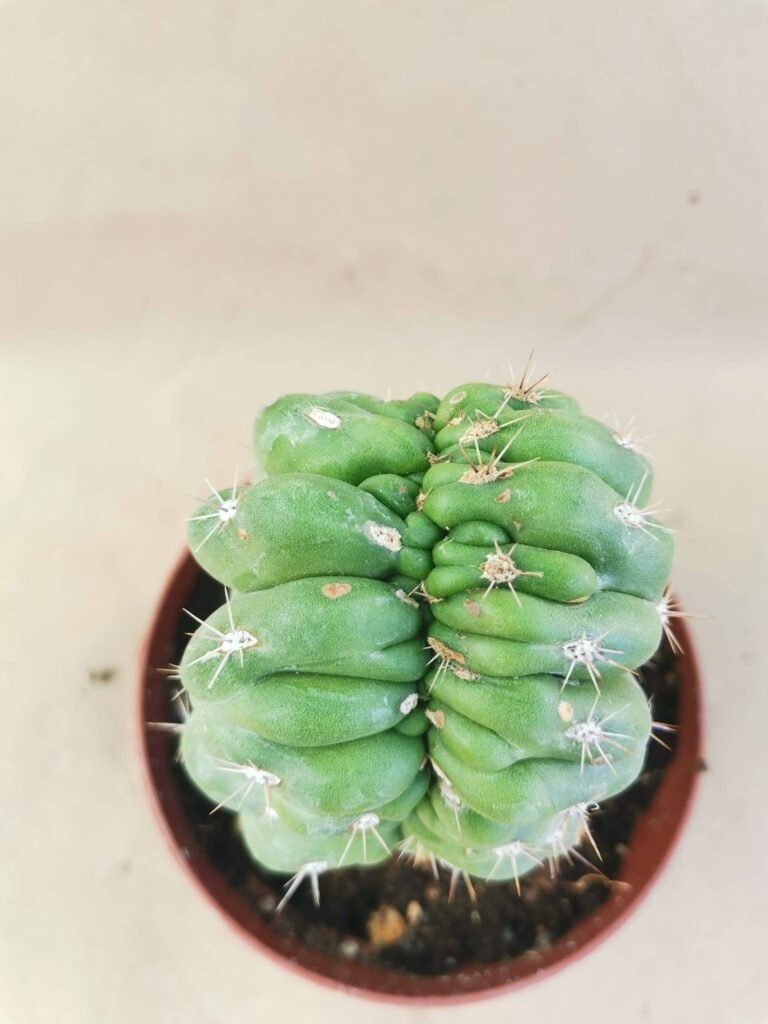 Stetsonia Coryne Crestata Innestata