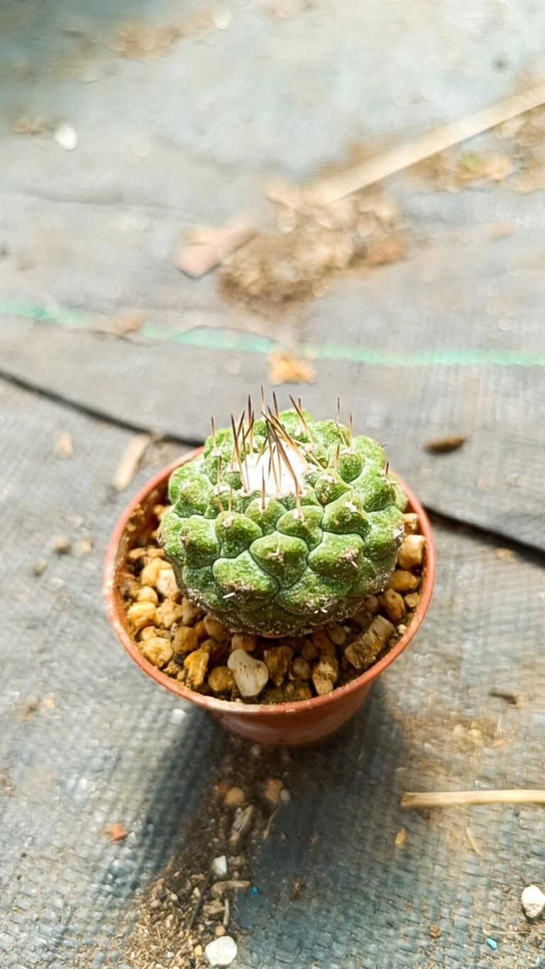 Strombocactus Disciformis