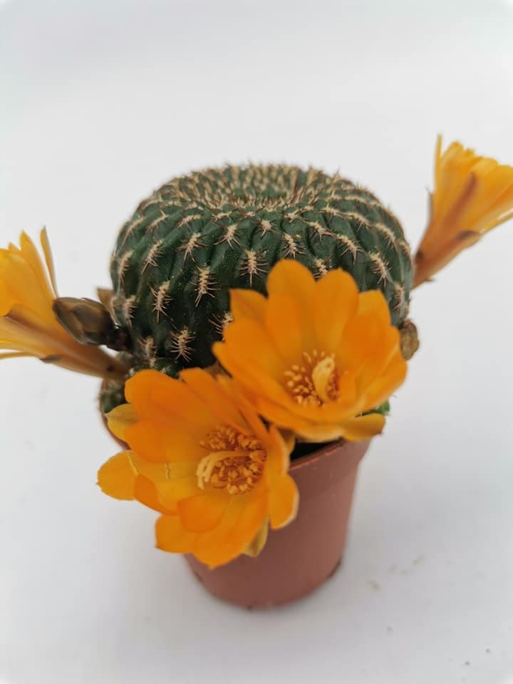 Sulcorebutia Arenacea