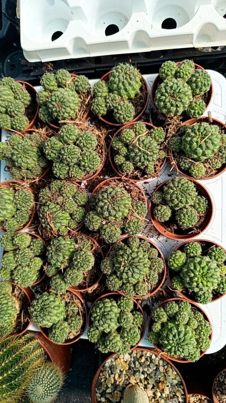 Sulcorebutia Tarabucoensis