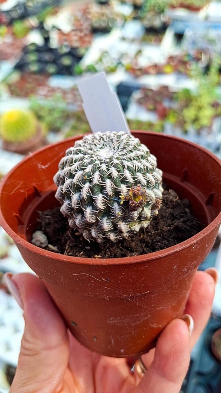 Sulcorebutia Arenacea