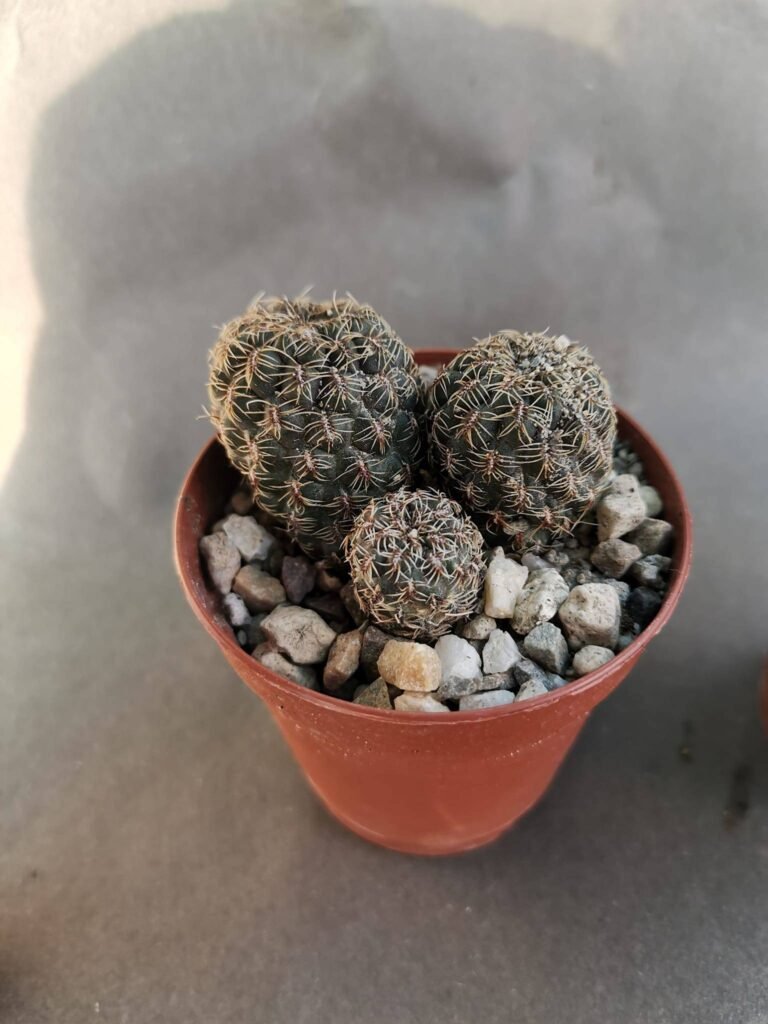 Sulcorebutia canigueralii v. Applanata