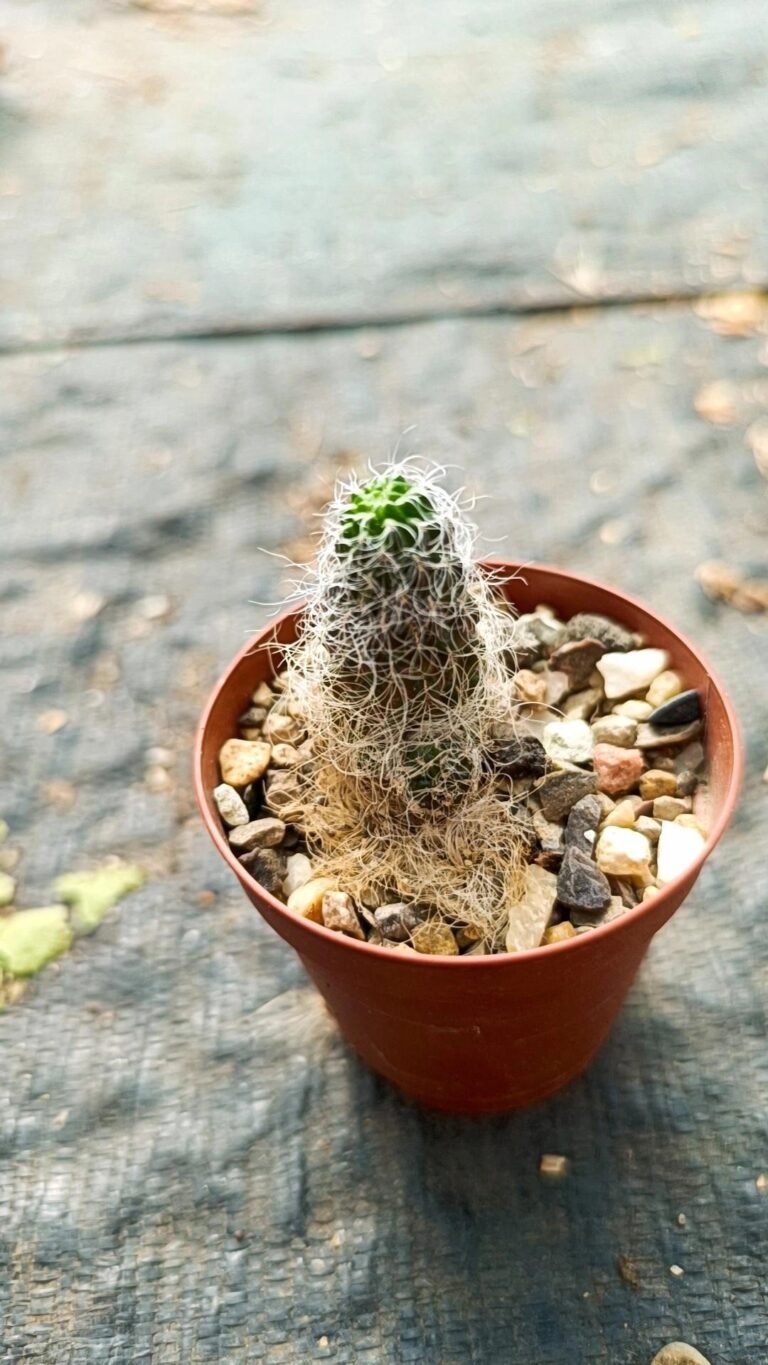 Sulcorebutia Hertusii