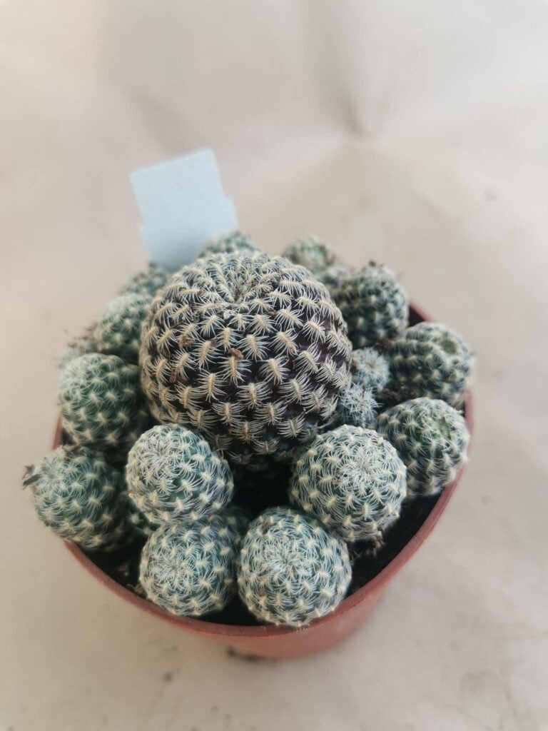 Sulcorebutia Langeri