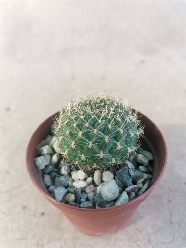 Sulcorebutia Mentosa cv Aureispina