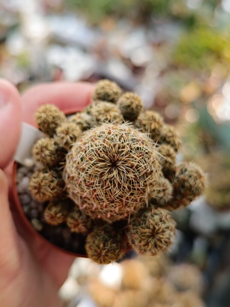 Sulcorebutia Pojoniensis