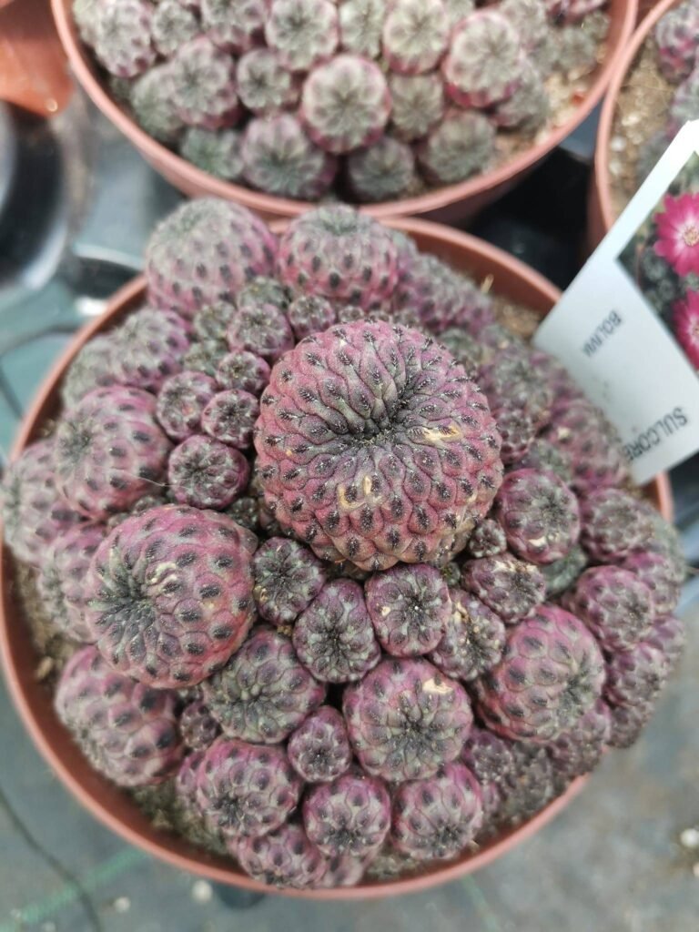 Sulcorebutia Rauschii Violacidermis accestite