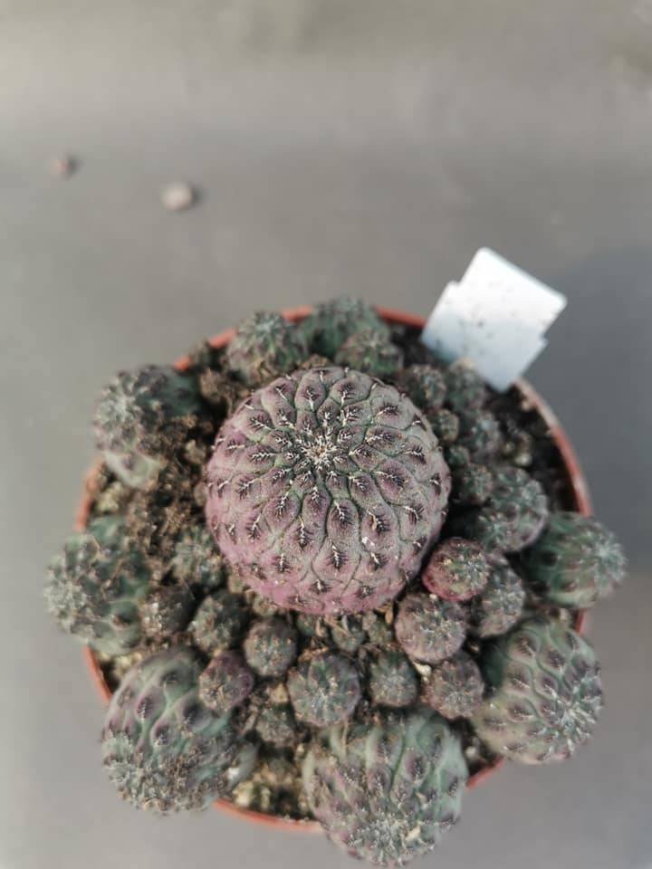 Sulcorebutia Rauschii