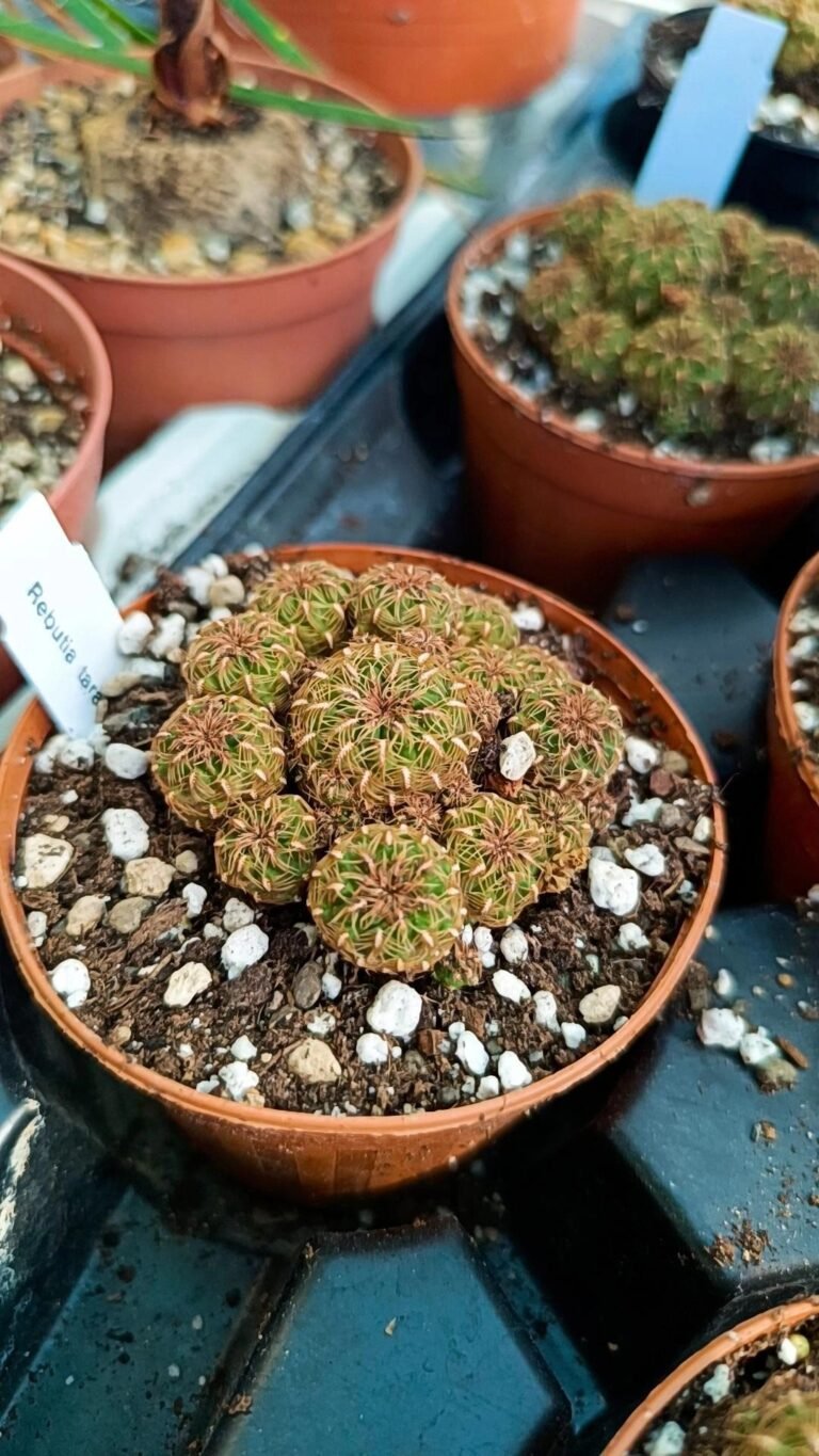Sulcorebutia Taratensis