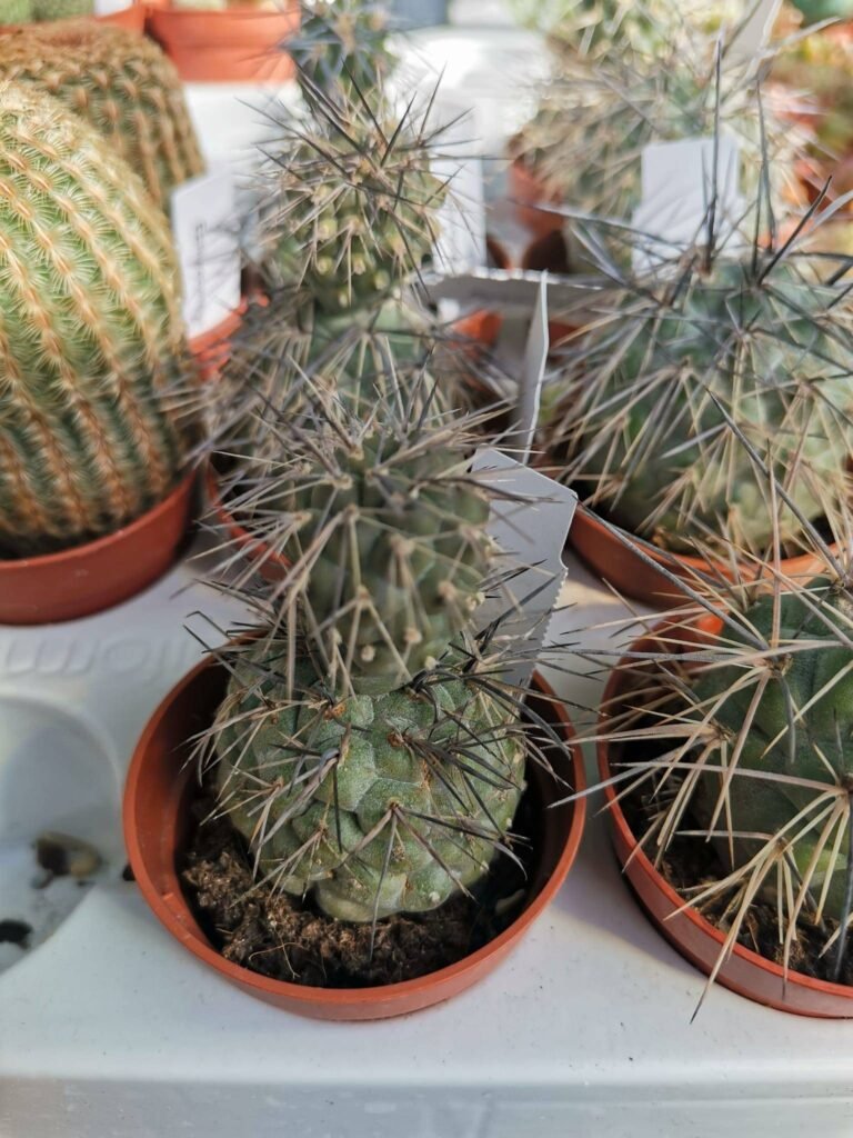 Tephrocactus Alexanderi