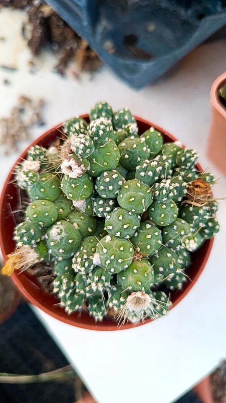 Puna sp nova