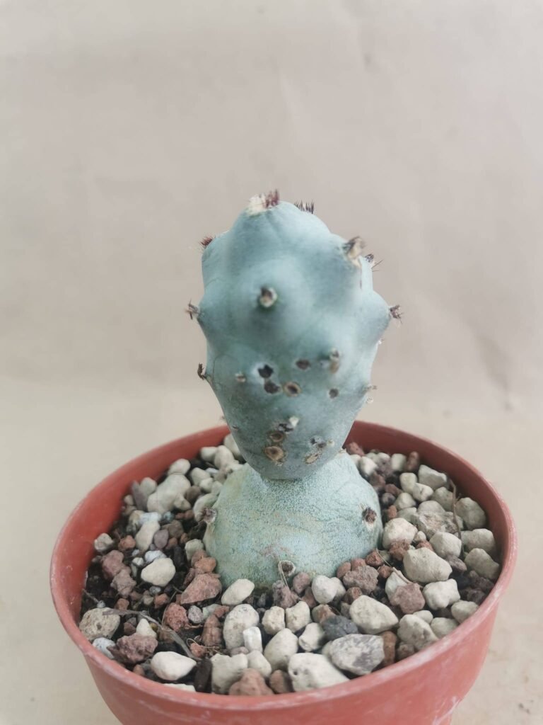 Tephrocactus Argenteus (Calvus)