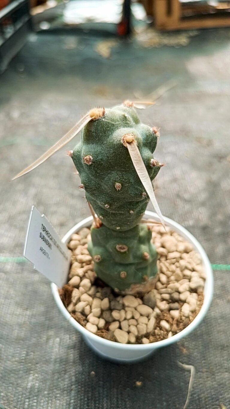 Tephrocactus Articulatus