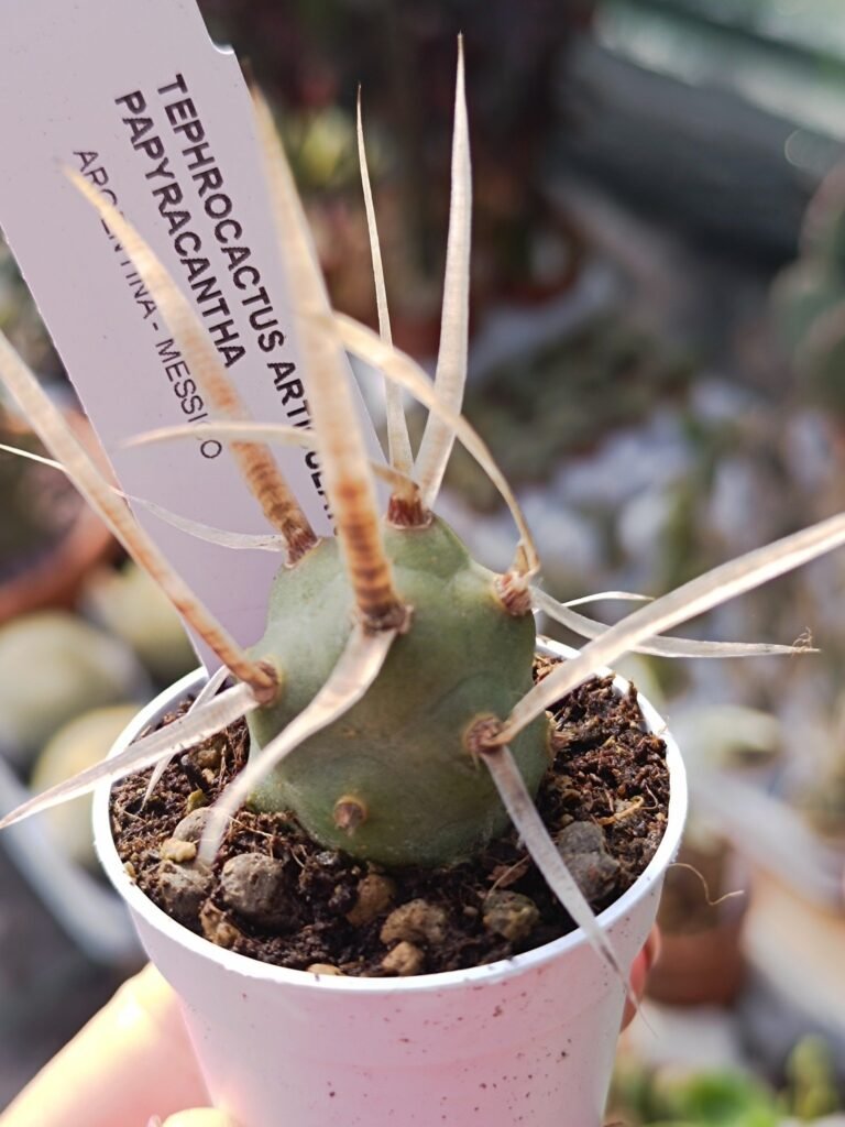 Tephrocactus Articulatus v. Papyracantha