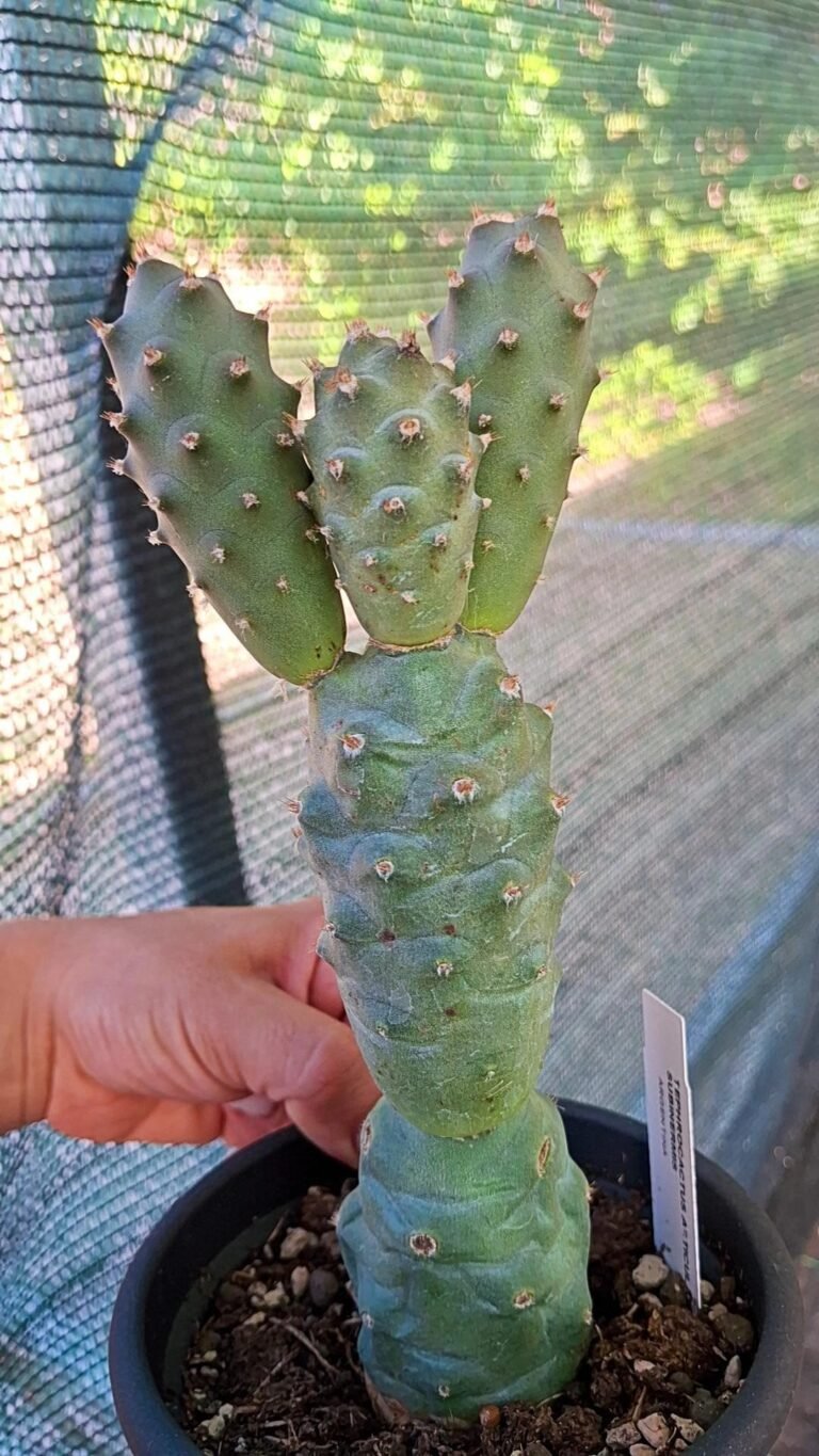 Tephrocactus articulatus subinermis big size