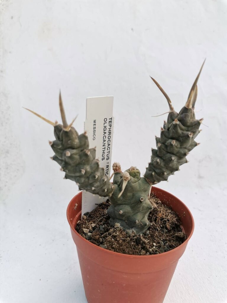 Tephrocactus articulatus v. Oligacanthus