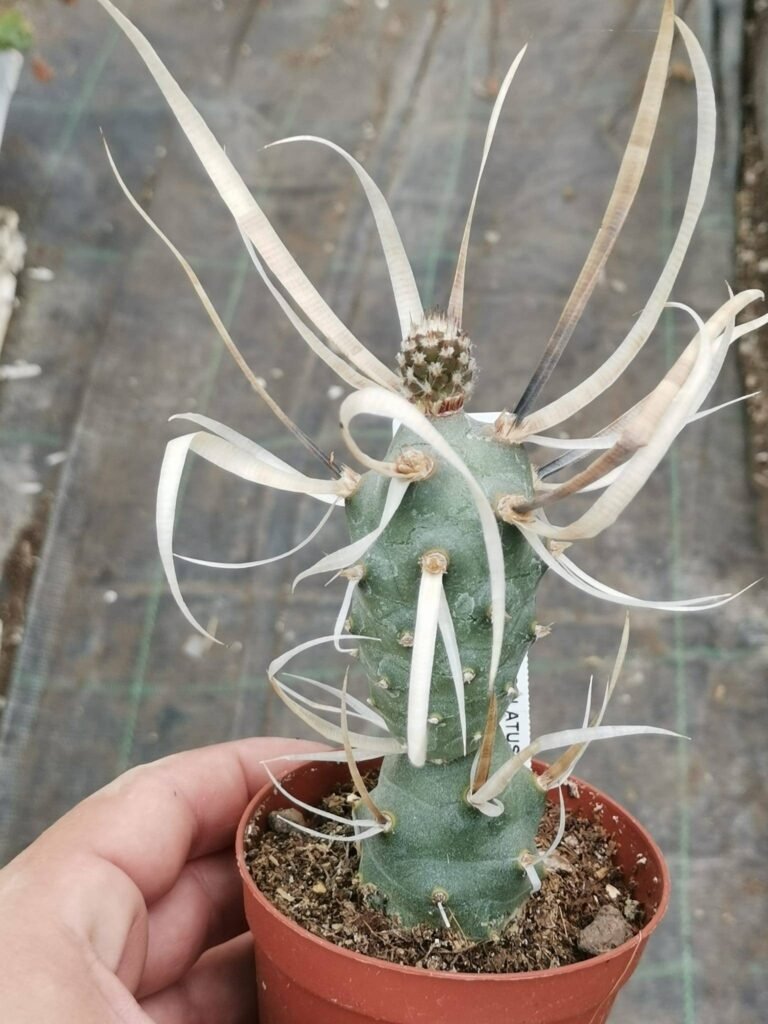 Tephrocactus Articulatus v. Papyracantha