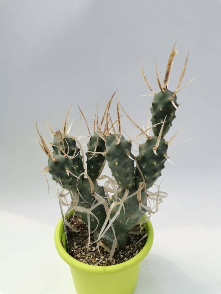 Tephrocactus Articulatus v. Papyracantha Big
