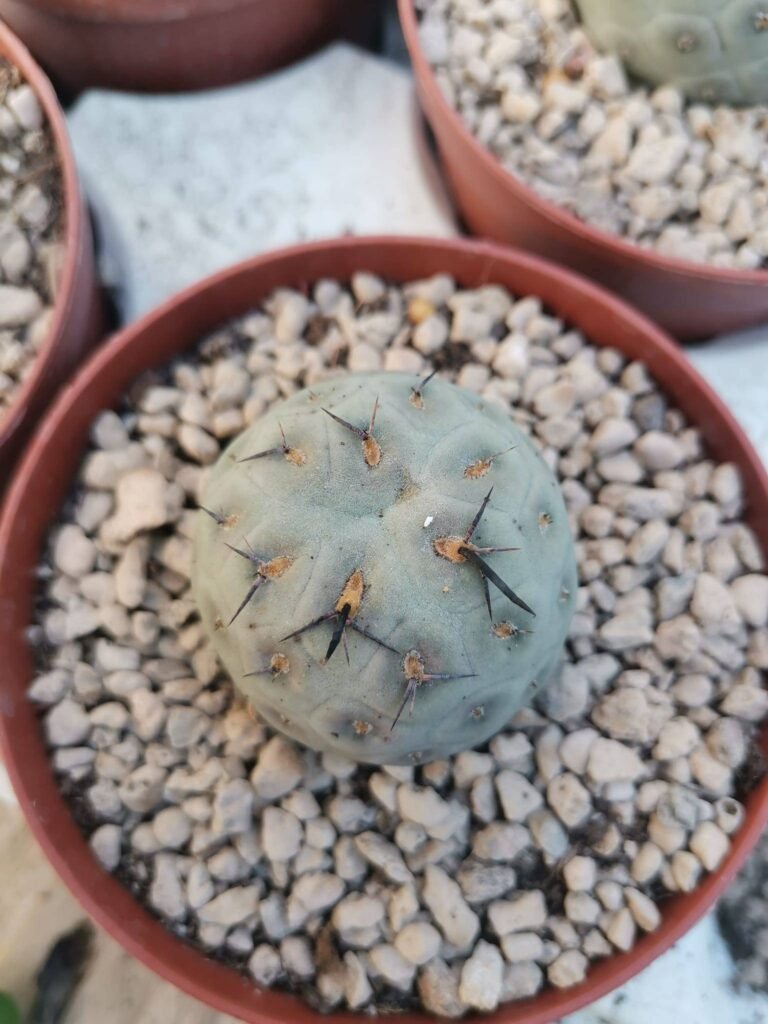 Tephrocactus Geometricus