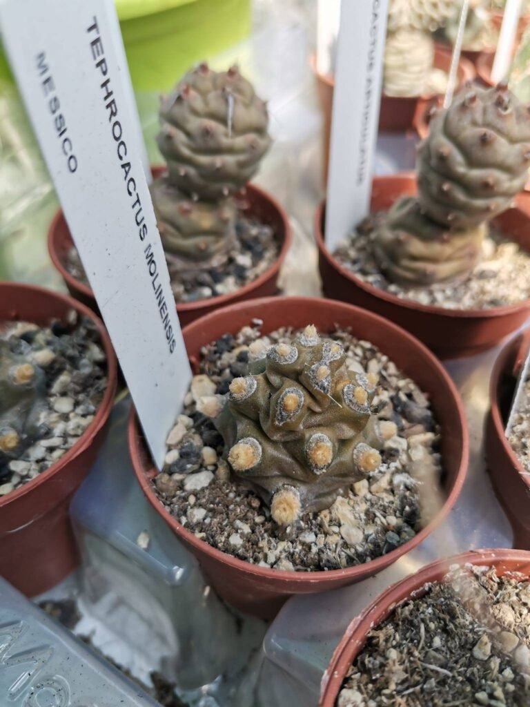 Tephrocactus Molinensis