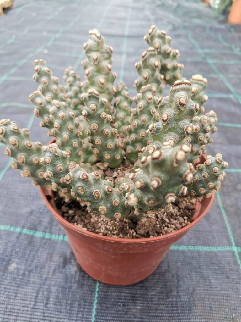 Tephrocactus Molinensis f. Big size