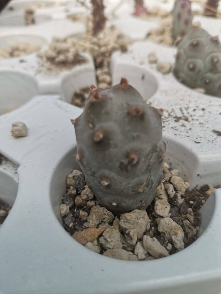 Tephrocactus Strobiliformis