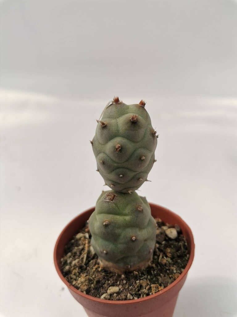 Tephrocactus Strobiliformis accestiti