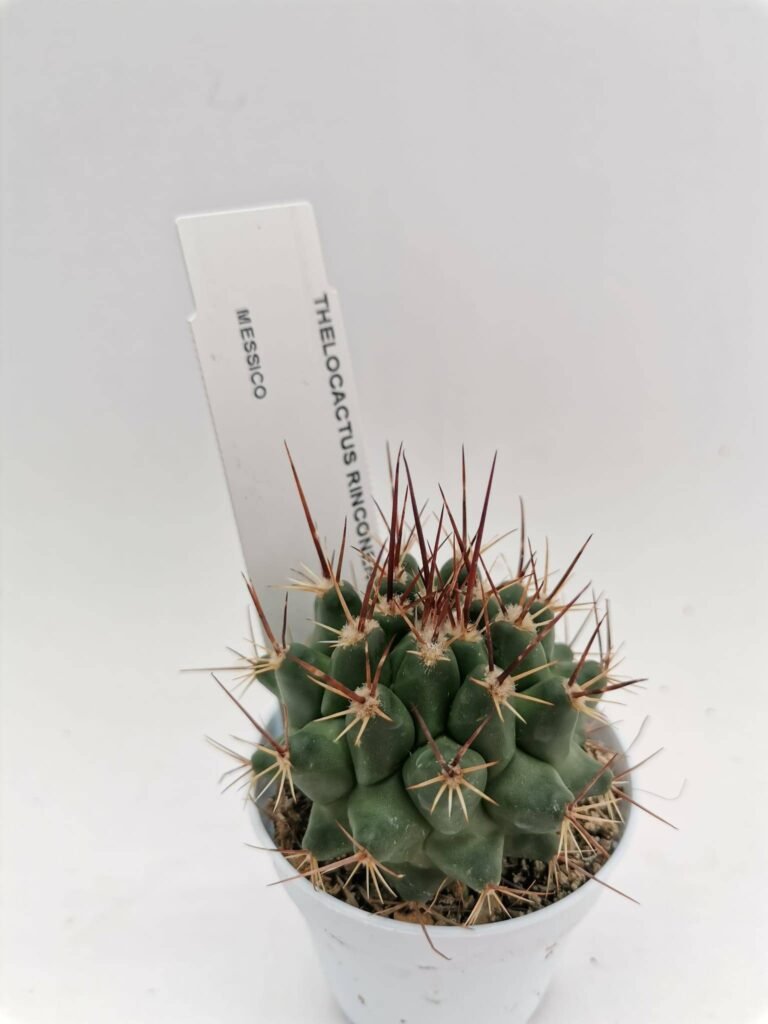 Thelocactus Rinconensis