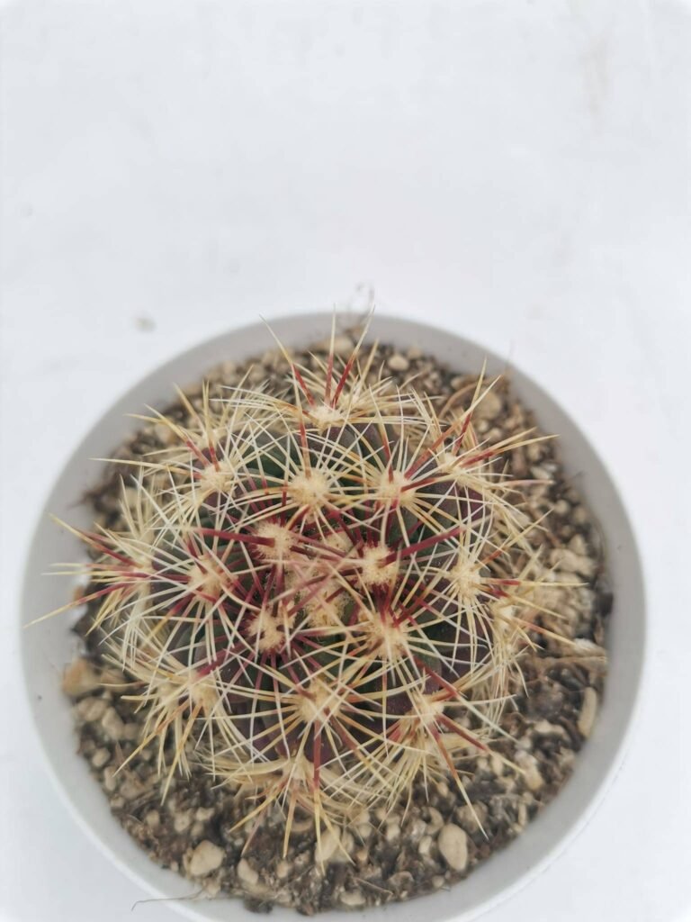 Thelocactus Bicolor