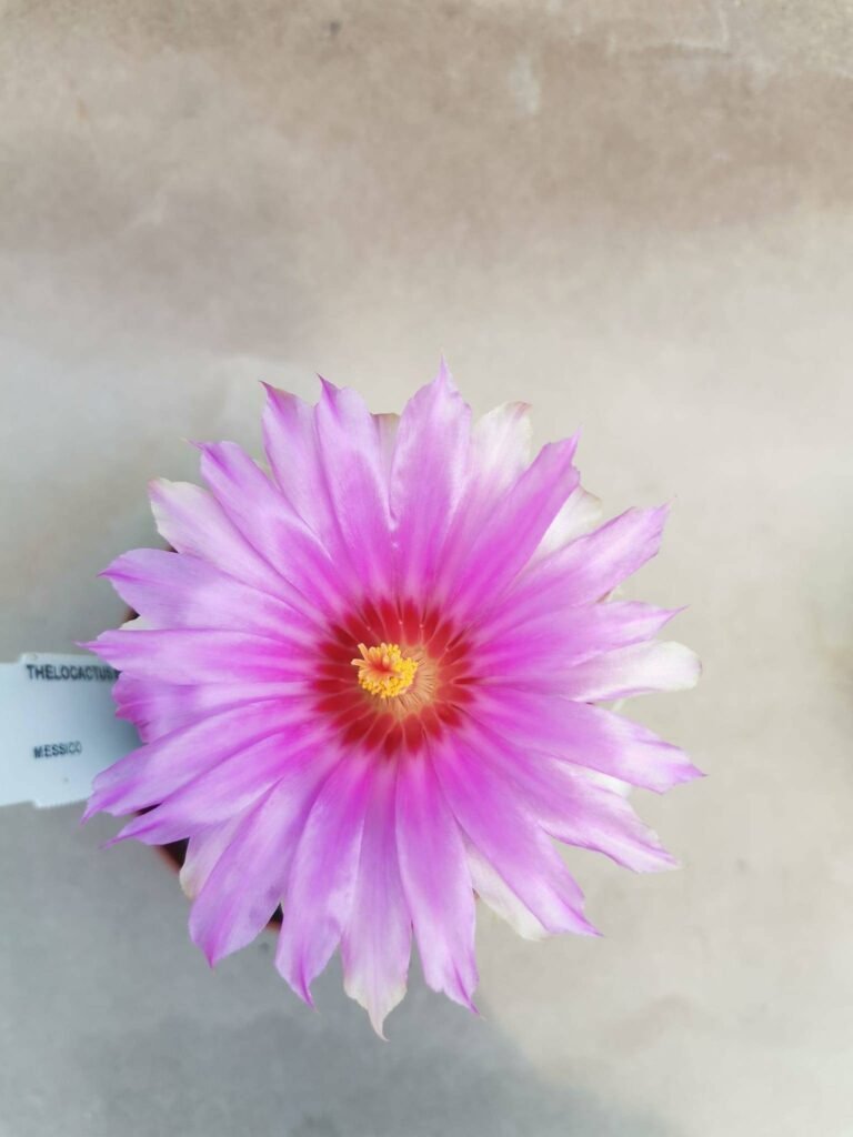 Thelocactus Bicolor