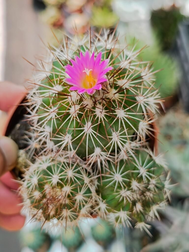 Thelocactus Conothelos