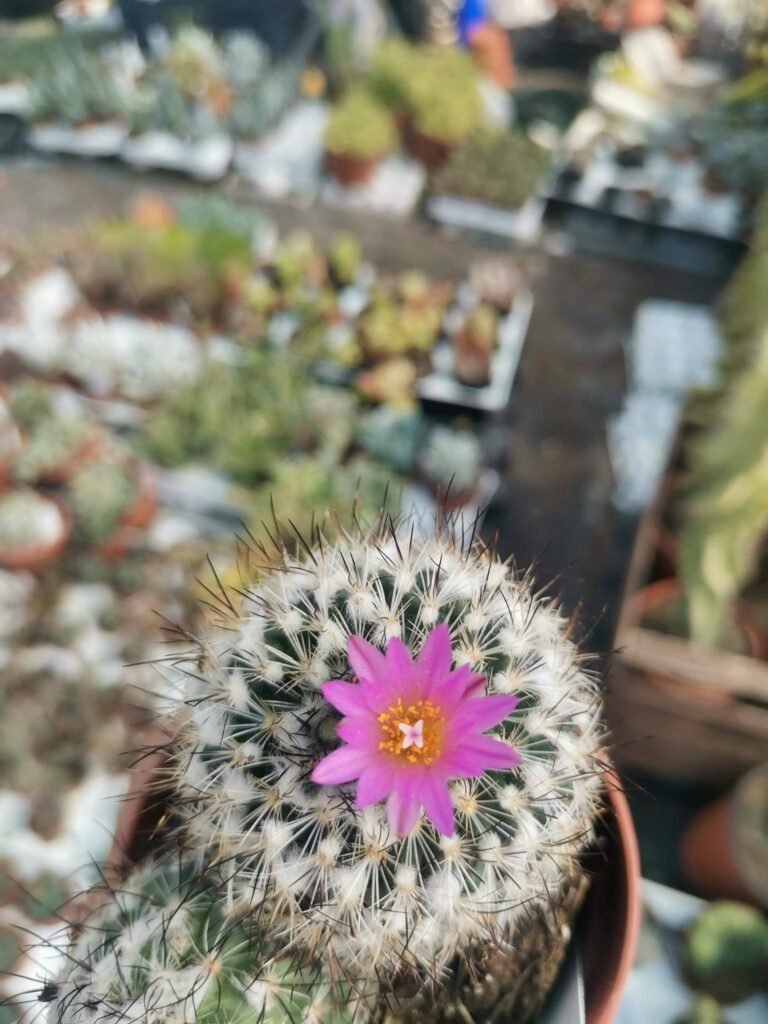 Thelocactus Conothelos a fiore Viola