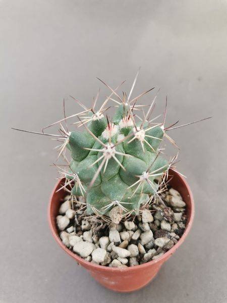 Thelocactus Freudenbergeri