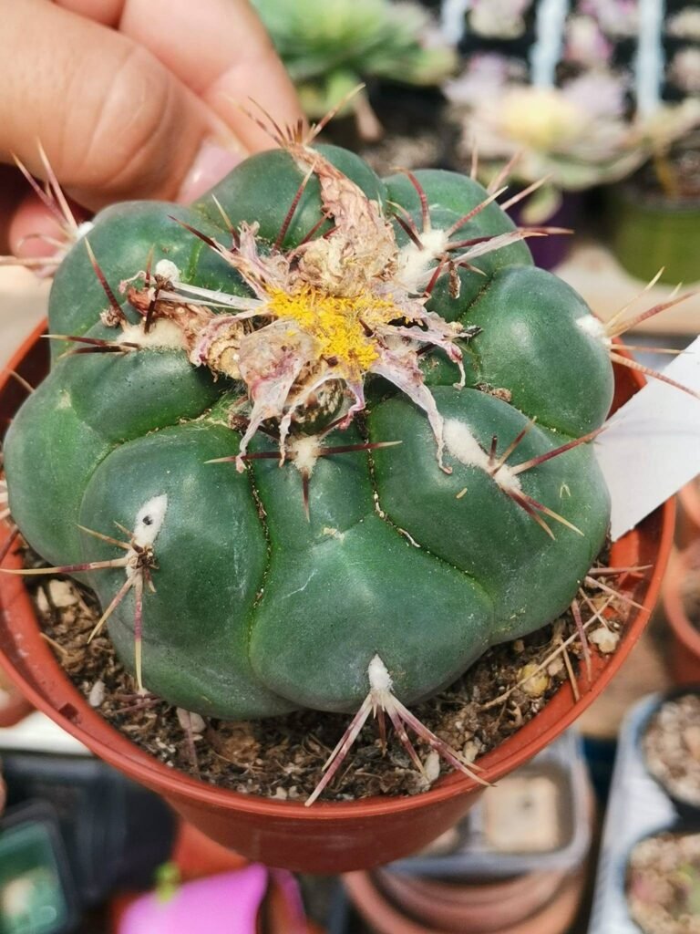 Thelocactus Hexaedrophorus var. lloydii