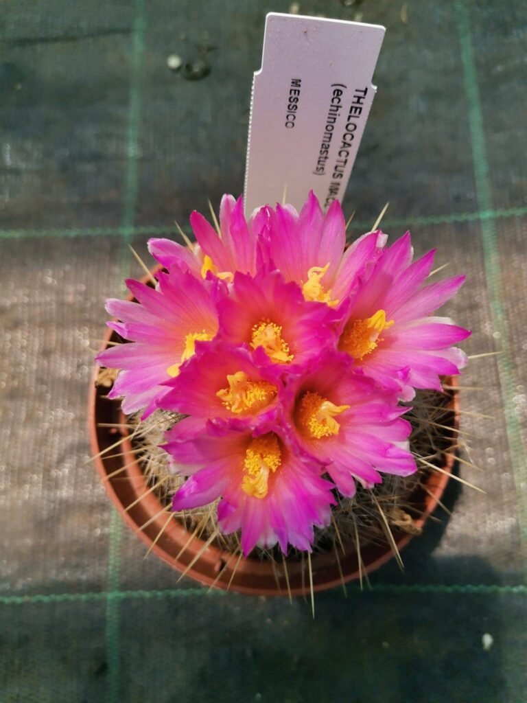 Thelocactus Macdowellii
